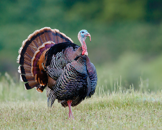 Wild Turkey