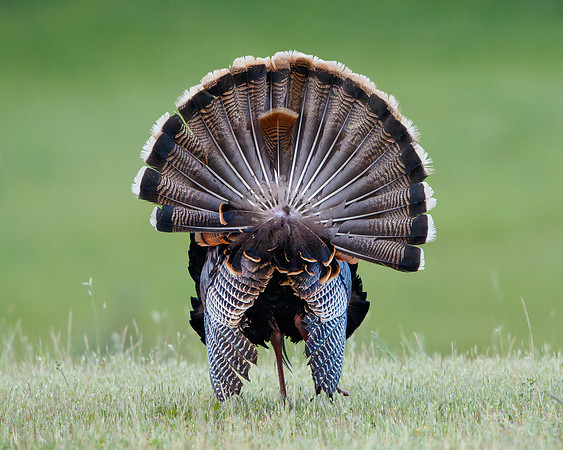 Wild Turkey