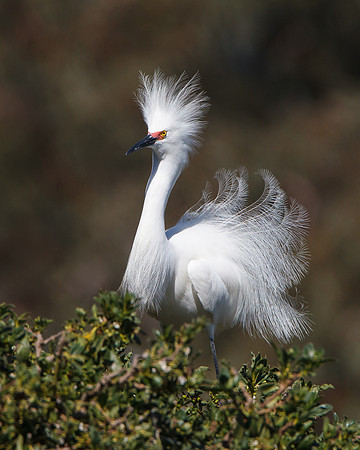 Snowy Egret, breeding plumage