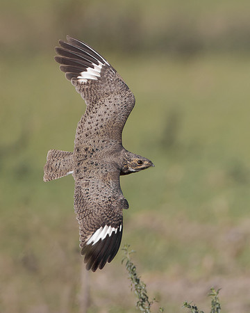 Nacunda Nighthawk