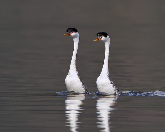 Clark's Grebe, courtship behavior