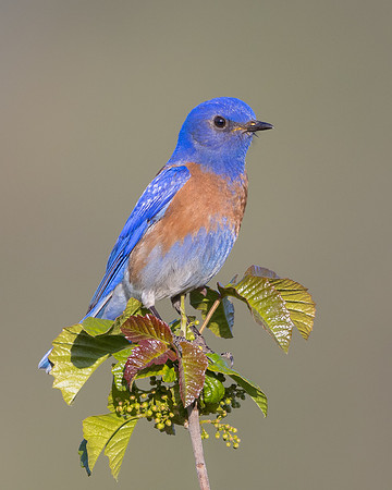 Western Bluebird