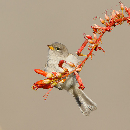 Verdin, fledgling