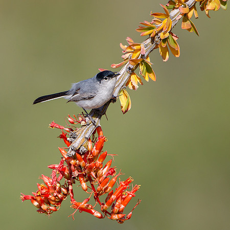 Black-tailed Gnatcatcher