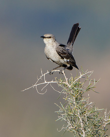 Northern Mockingbird