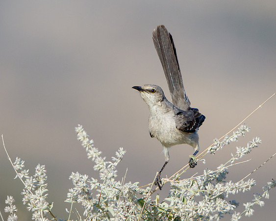 Northern Mockingbird
