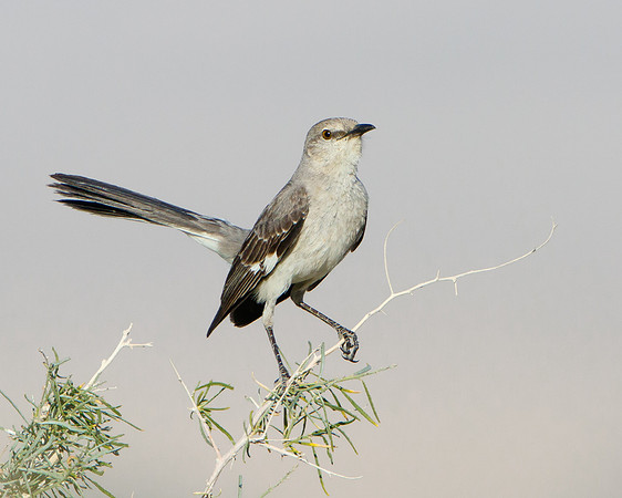 Northern Mockingbird