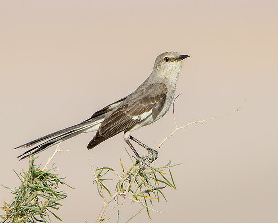 Northern Mockingbird