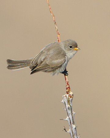 Verdin, fledgling