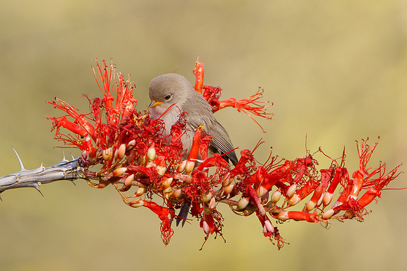 Verdin, fledgling