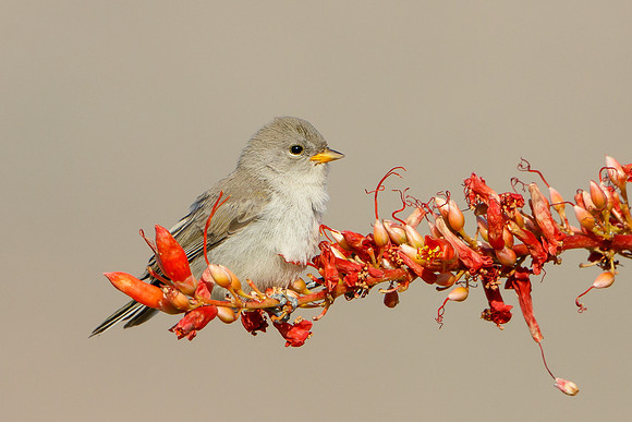 Verdin, fledgling