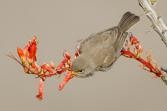 Verdin, fledgling feeding