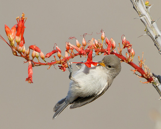 Verdin, fledgling feeding
