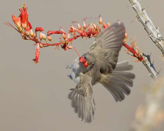 Verdin, fledgling feeding