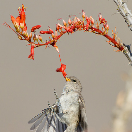Verdin, fledgling feeding