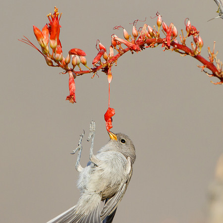 Verdin, fledgling feeding