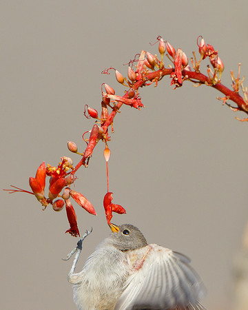 Verdin, fledgling feeding