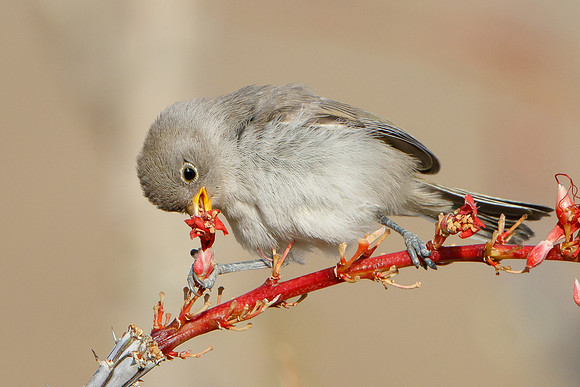 Verdin, fledgling feeding