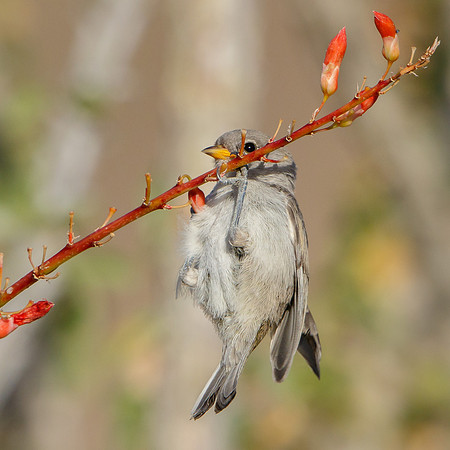 Verdin, fledgling