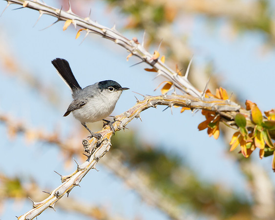 Black-tailed Gnatcatcher