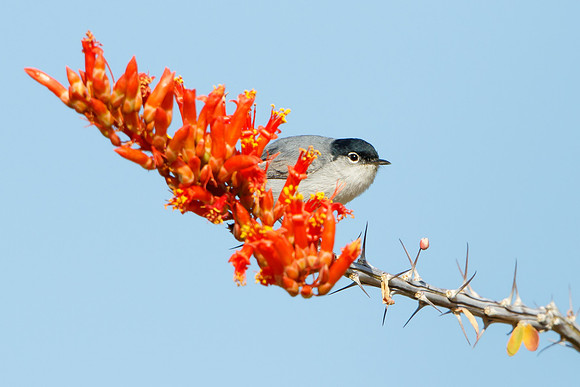 Black-tailed Gnatcatcher