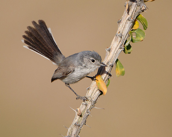 Black-tailed Gnatcatcher