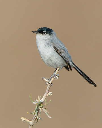 Black-tailed Gnatcatcher