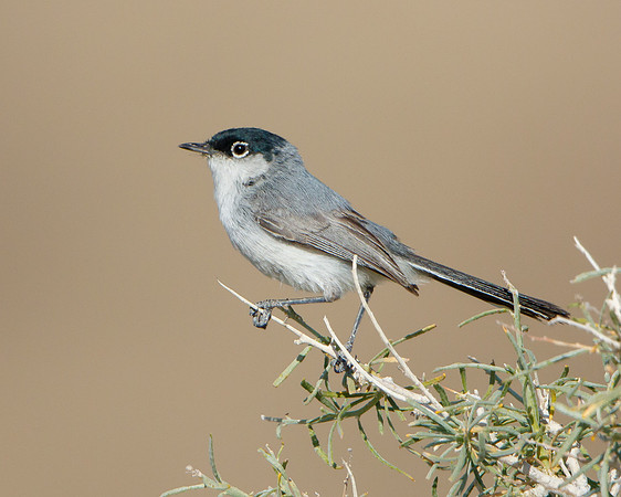 Black-tailed Gnatcatcher