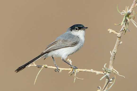 Black-tailed Gnatcatcher