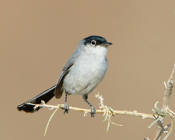 Black-tailed Gnatcatcher