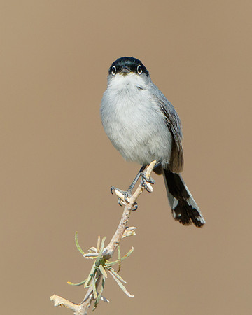 Black-tailed Gnatcatcher