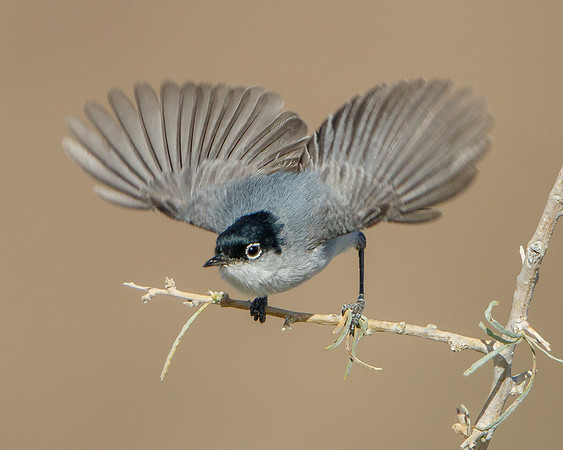 Black-tailed Gnatcatcher