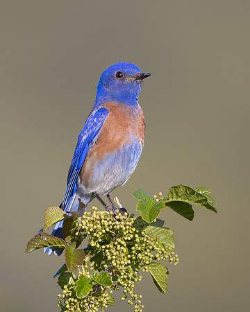 Western Bluebird
