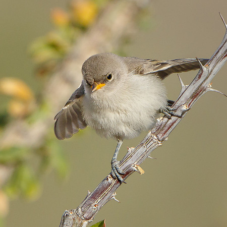 Verdin, fledgling begging