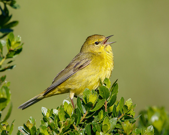Orange-crowned Warbler singing