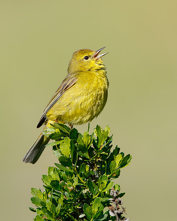 Orange-crowned Warbler singing