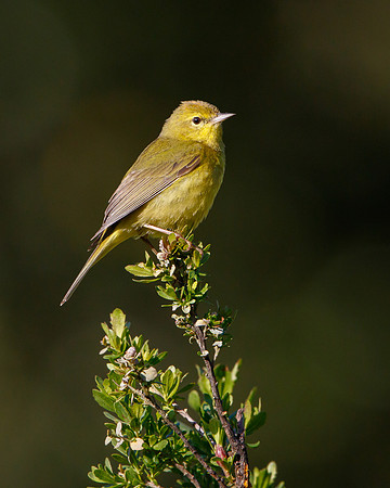 Orange-crowned Warbler