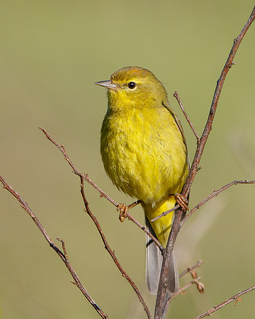 Orange-crowned Warbler