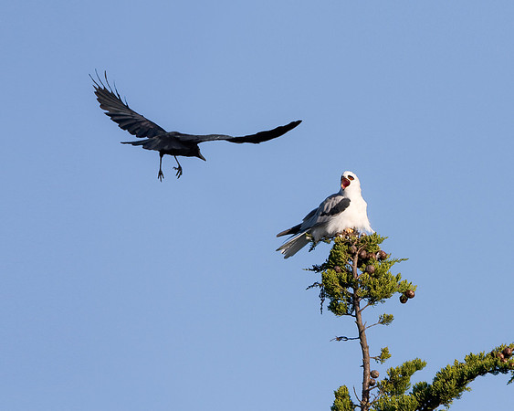 White-tailed Kite, protecting meal from invading Raven