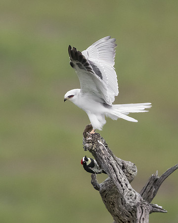White-tailed Kite, with prey and onlooking Acorn Woodpecker