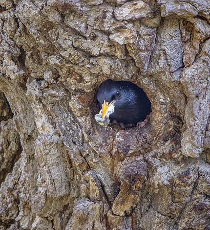 European Starling, with fecal sac