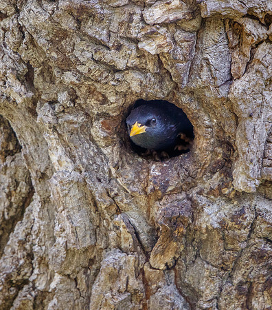European Starling, at nest