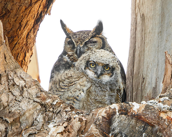 Great Horned Owls, mother with nestling