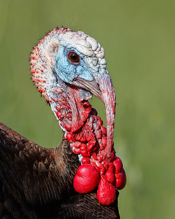 Wild Turkey, male, head shot, close-up, breeding plumage