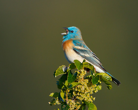 Lazuli Bunting, singing
