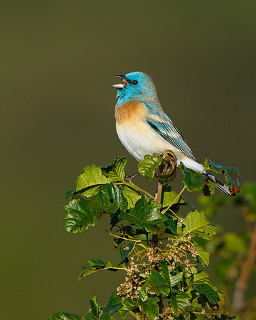 Lazuli Bunting, singing