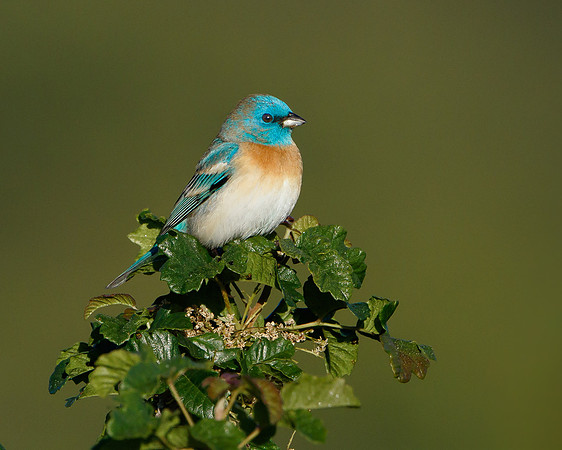 Lazuli Bunting