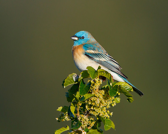 Lazuli Bunting