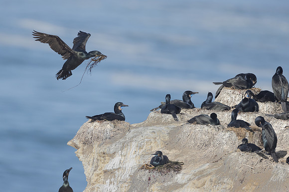 Brandt's Cormorants, nesting colony