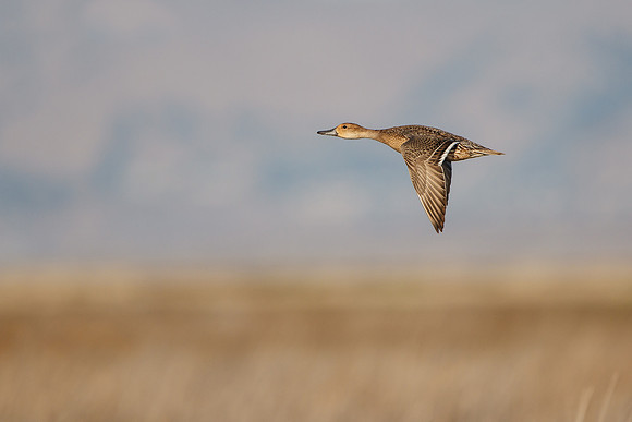 Northern Pintail